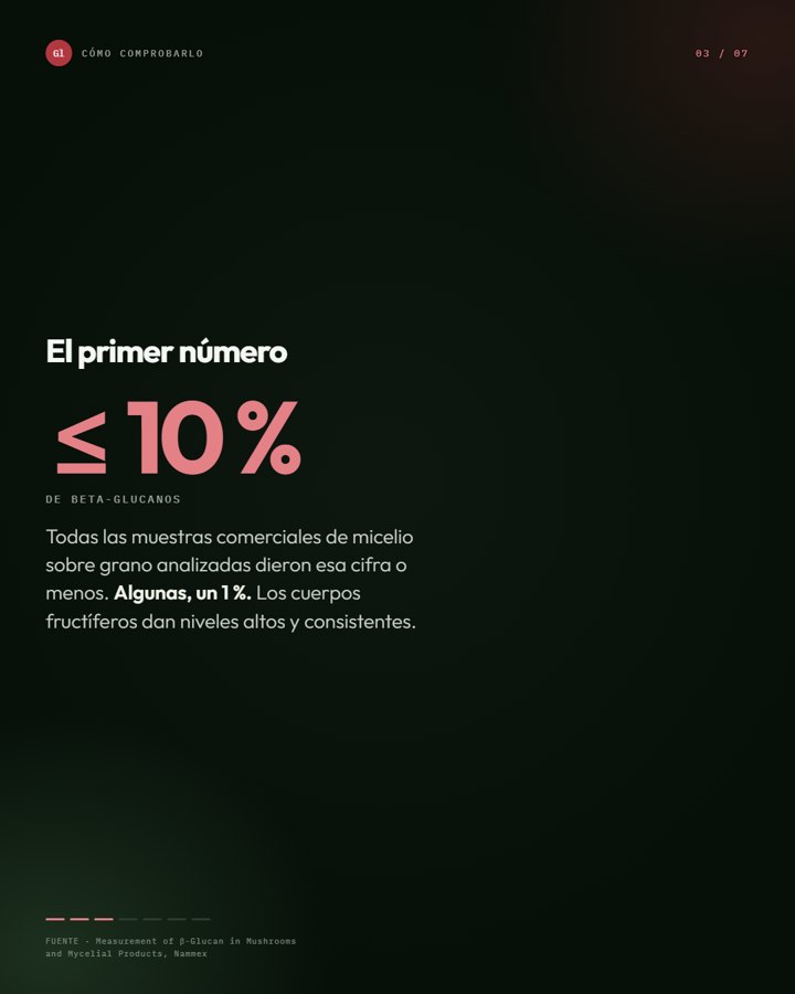 Explicación de la diferencia entre hongo y micelio sobre grano