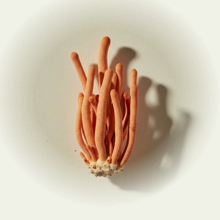 Cordyceps militaris