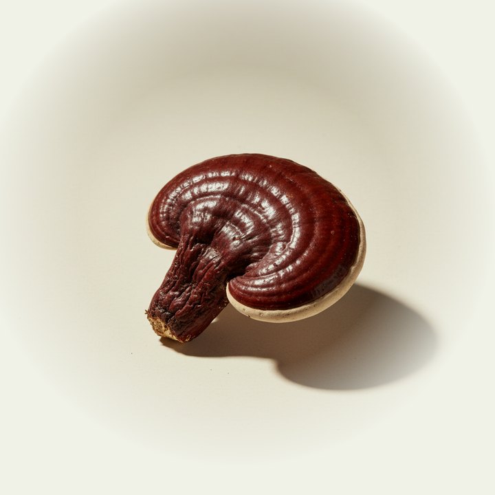 Ganoderma lucidum
